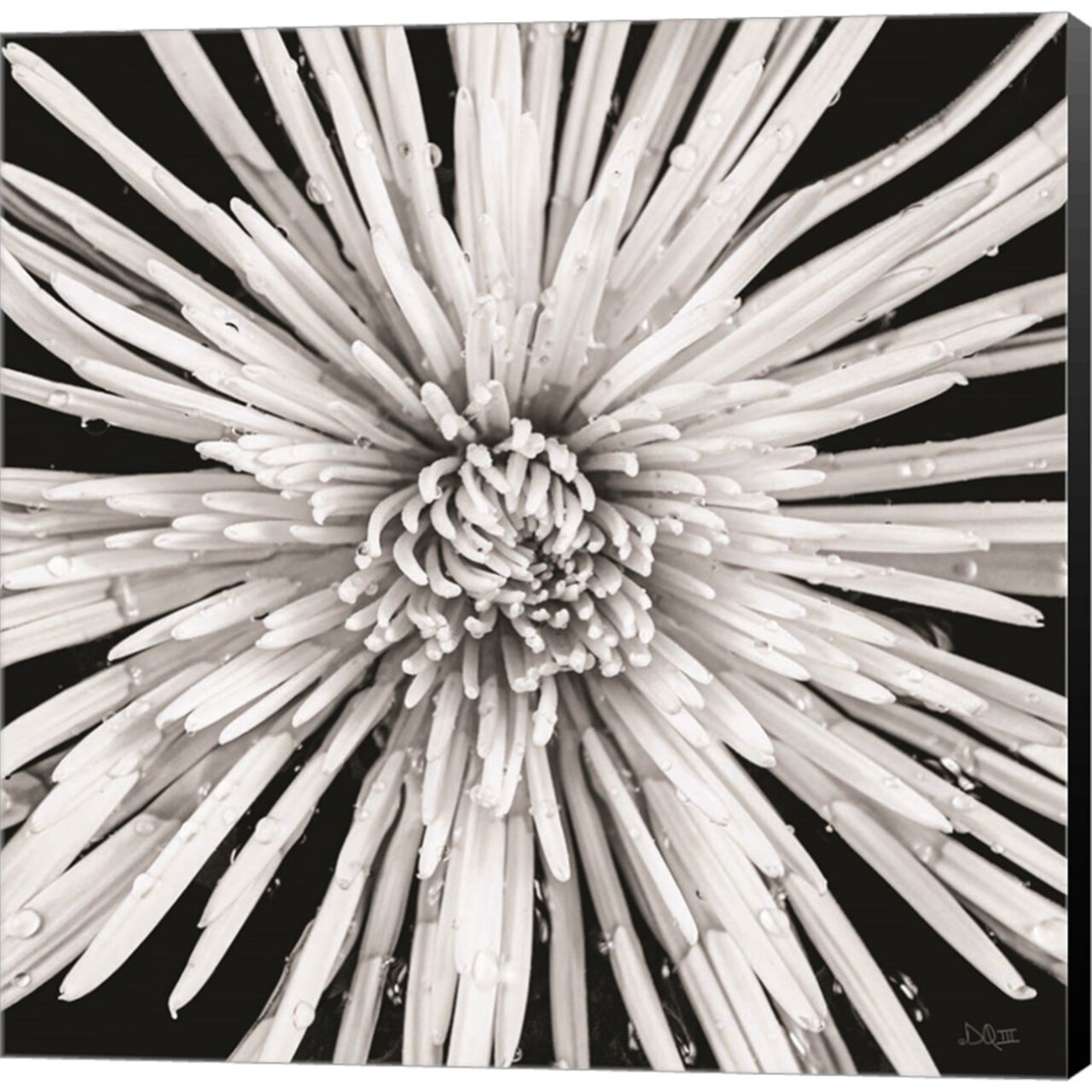 Black and White Love by Donnie Quillen 24" x 24" Canvas Wall Art